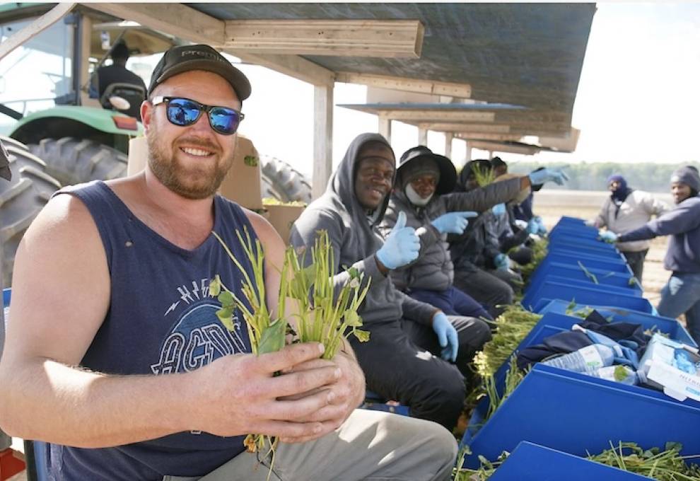 As Dylan Streef attests, Streef Produce Ltd. could not grow 3,000 acres of vegetables and cash crops without the devotion of its Jamaican crew. Here, they are planting sweet potato slips near Princeton, Ontario. Photo by Jeff Tribe. 