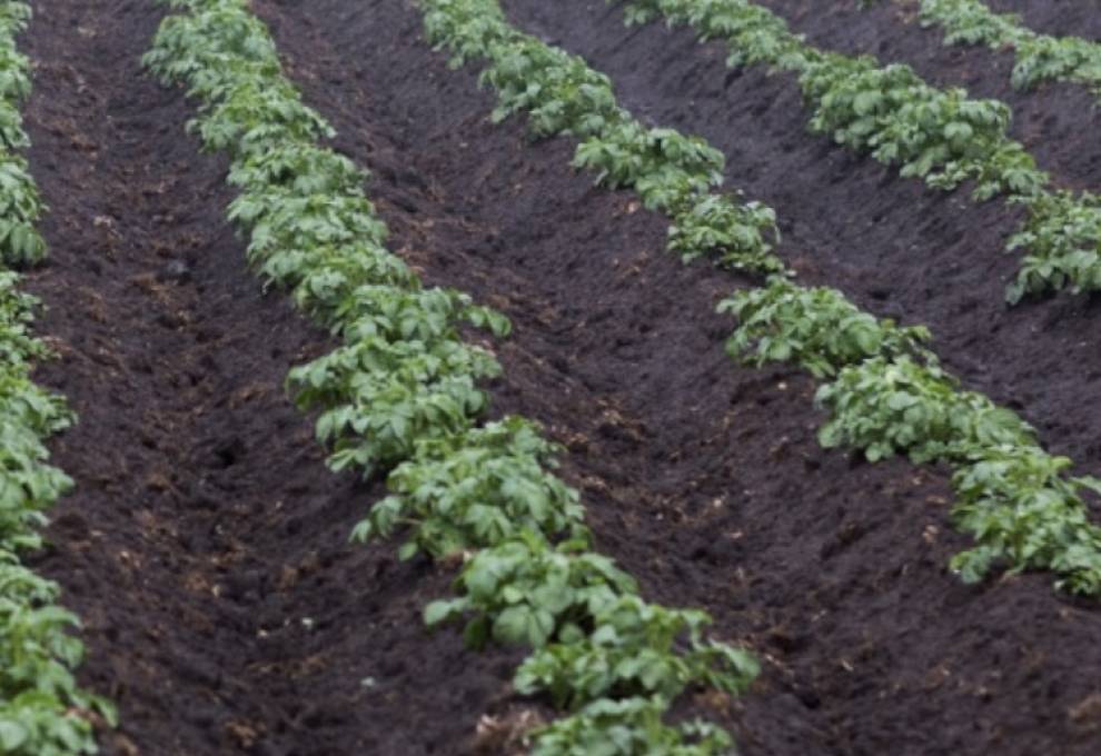 Syngenta Canada is launching Orondis Advanced foliar fungicide for potatoes