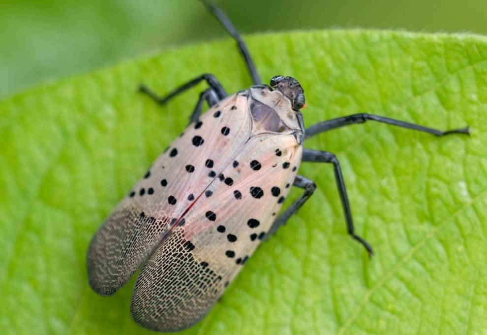 Spotted lanternfly