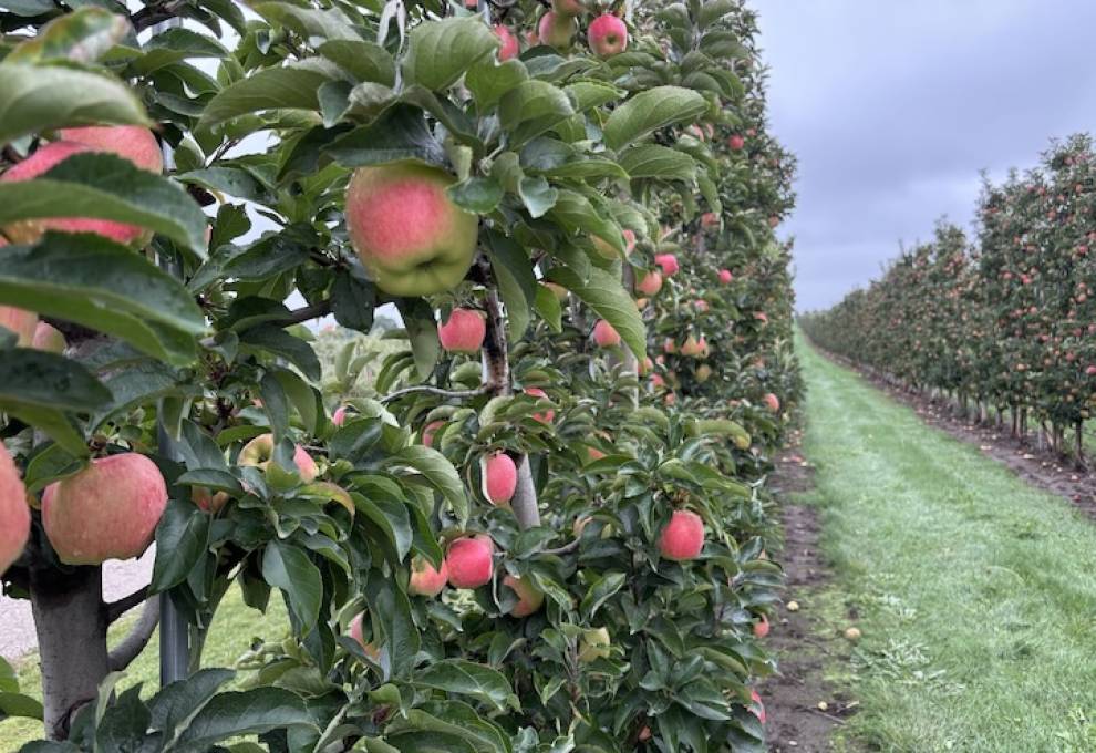 A newly registered post-bloom chemical thinner for apples is one example of the work conducted by the Pest Management Centre. 