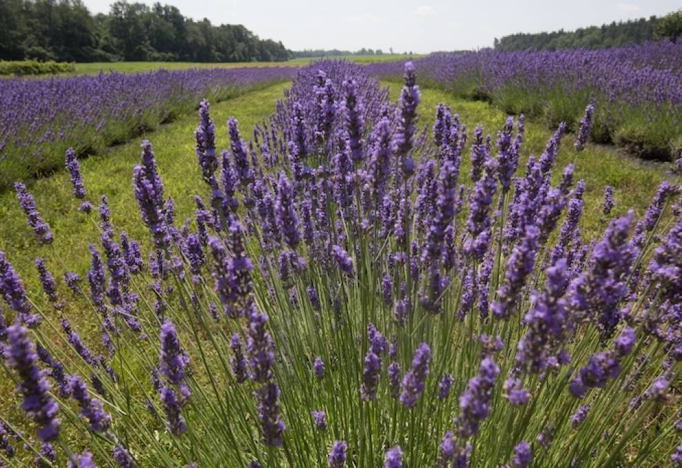 Bonnieheath Estate, Waterford, Ontario. Photo by Glenn Lowson. 