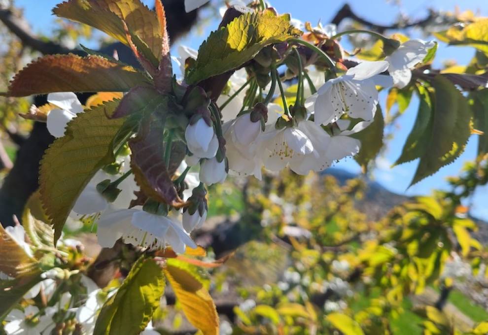 Cherry blossoms, photo courtesy of Dr. Letitia Da Ros, AAFC.