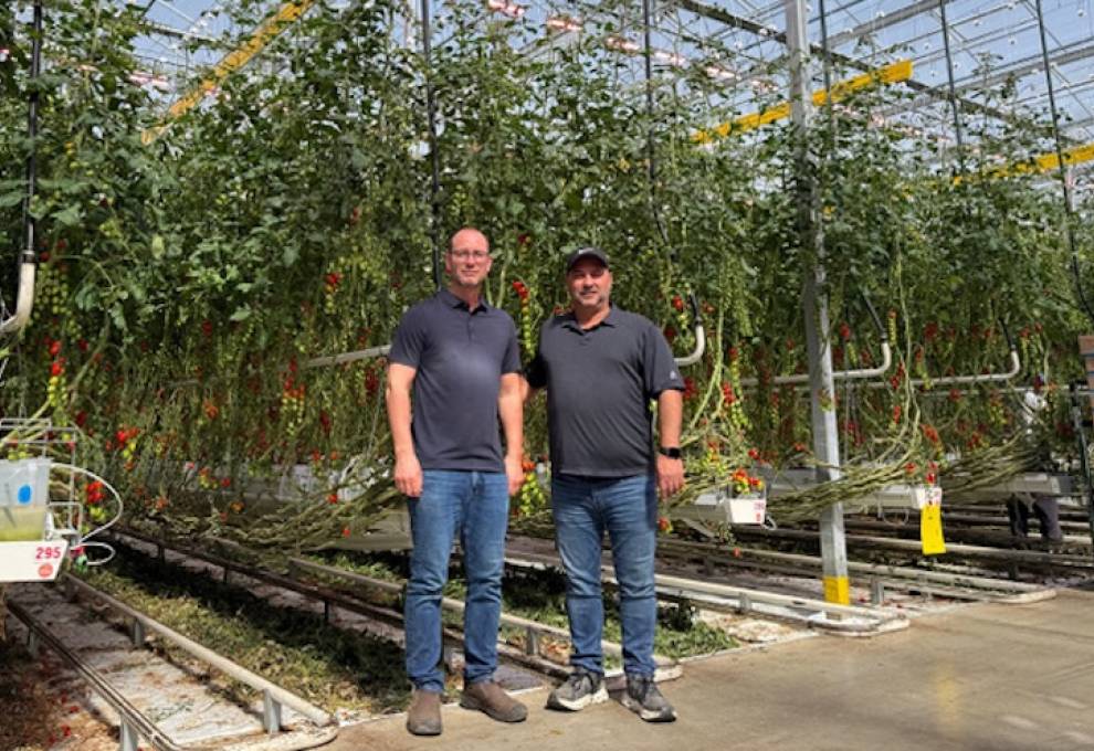 Brothers Rudy (left) and Albert Mastronardi, are relieved to have a tomato crop ready to harvest in mid-March near Kingsville, ON