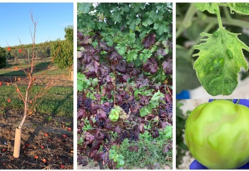 L-R: Declining nectarine tree, grapevines infected with GRBV, and a tomato leaf and fruit infected with ToBRFV.