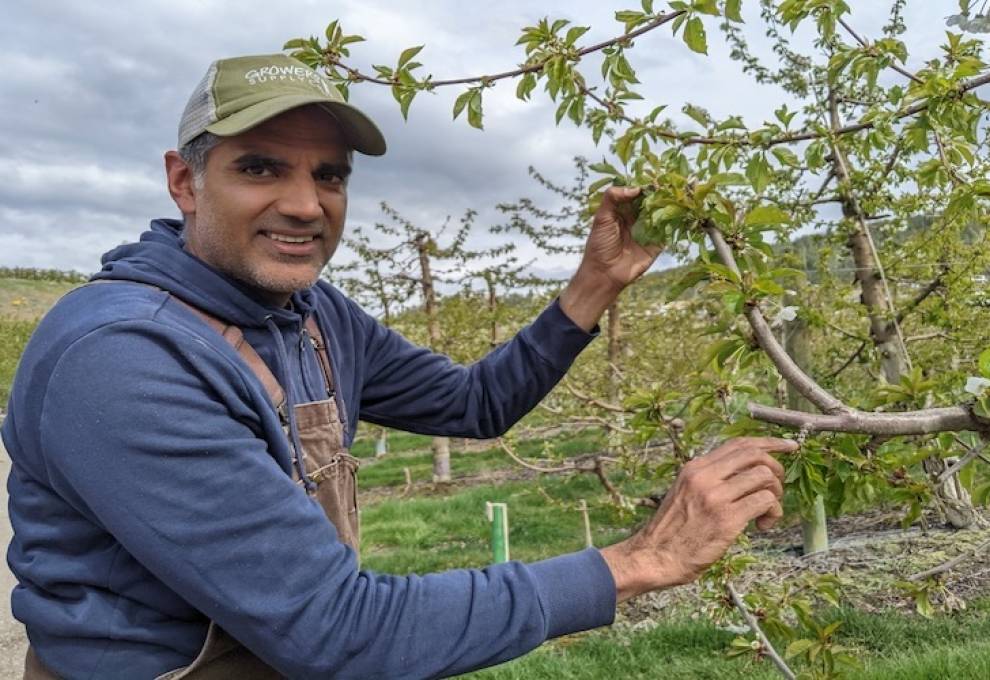 Sukhpaul Bal, Valley Orchards, Kelowna, was acclaimed president of the BC Cherry Association. 