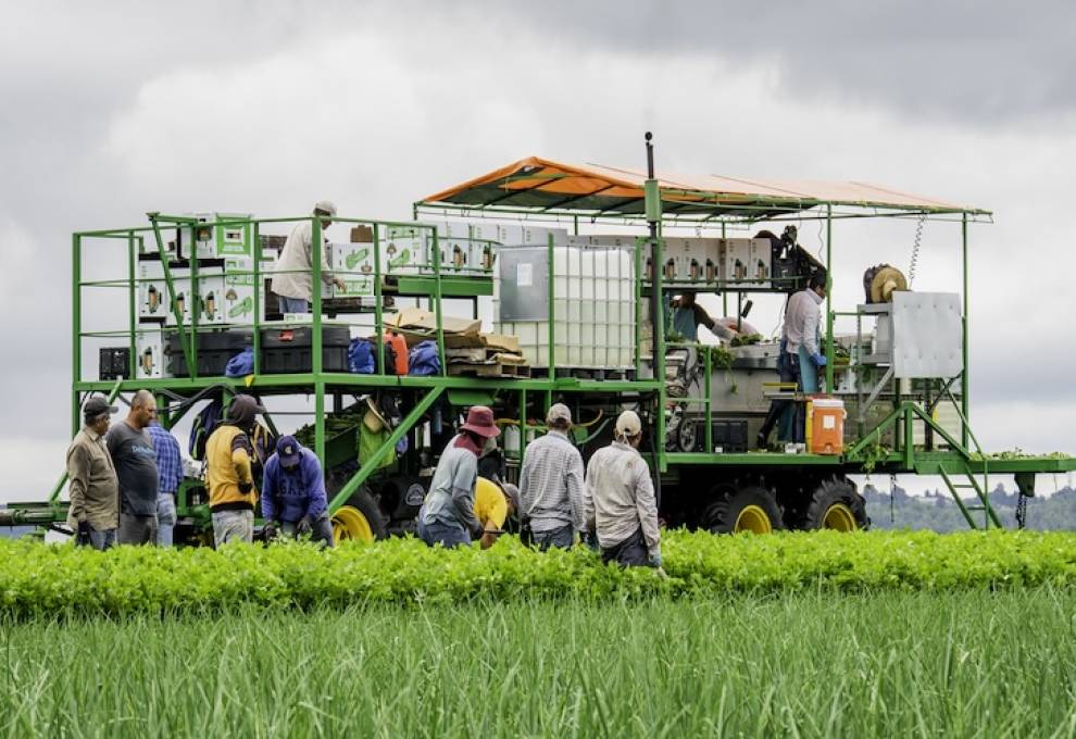 Celery harvest in the Holland Marsh. 
