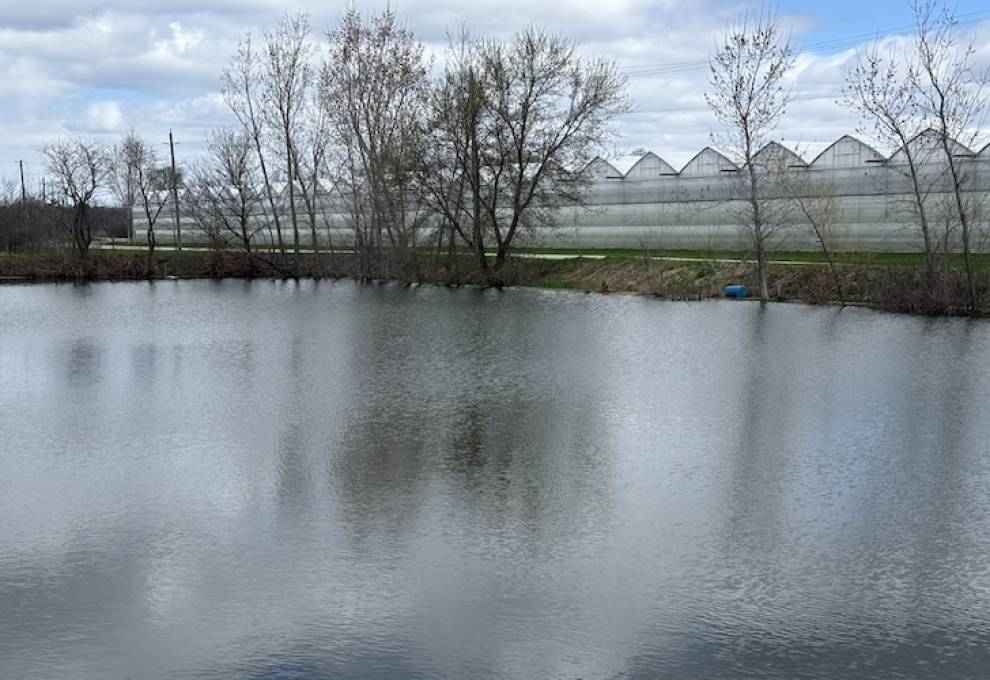 Stormwater pond at Beverly Greenhouses, Dundas, Ontario.