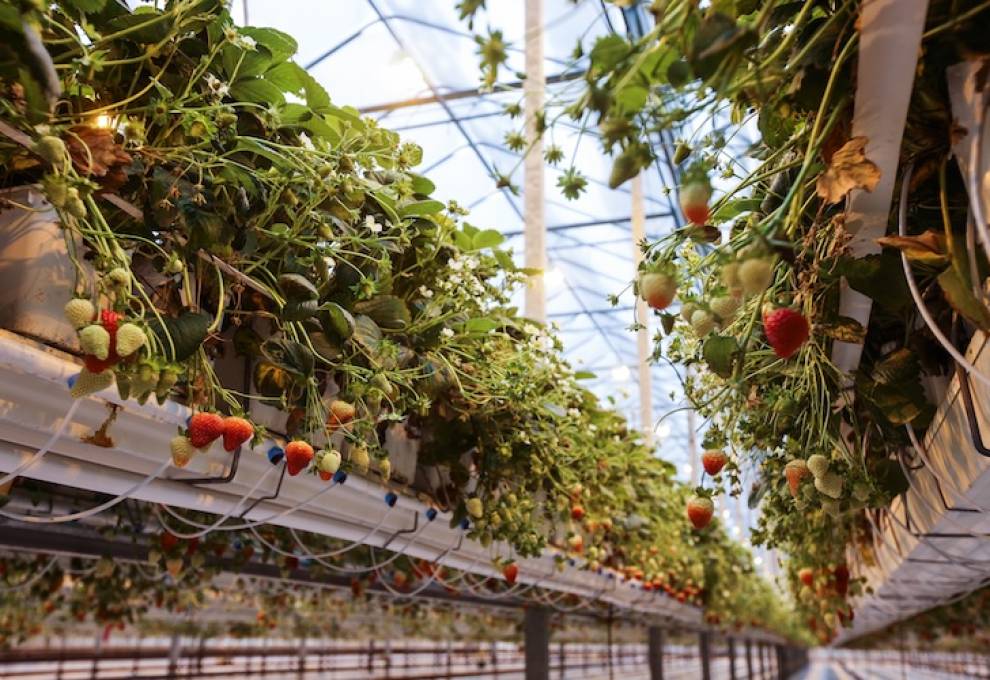 Greenhouse strawberries have been selected as a priority without a solution for Neopestalotiopsis sp.