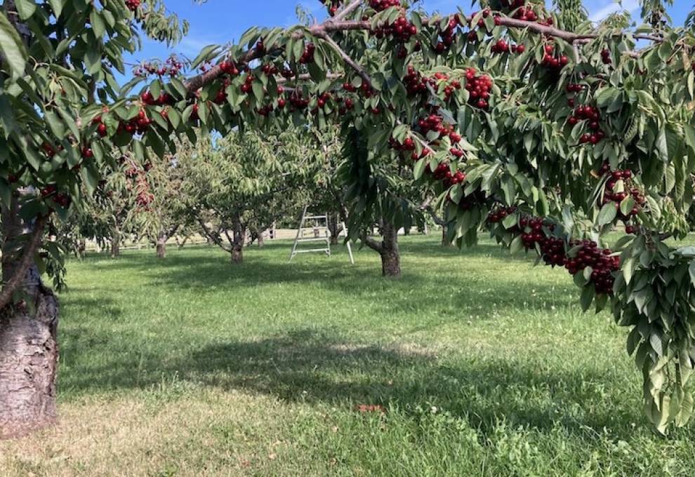 BCFGA is calling for an immediate orchard survival plan following Greater Vernon Water’s announcement of severe agricultural water restrictions. 