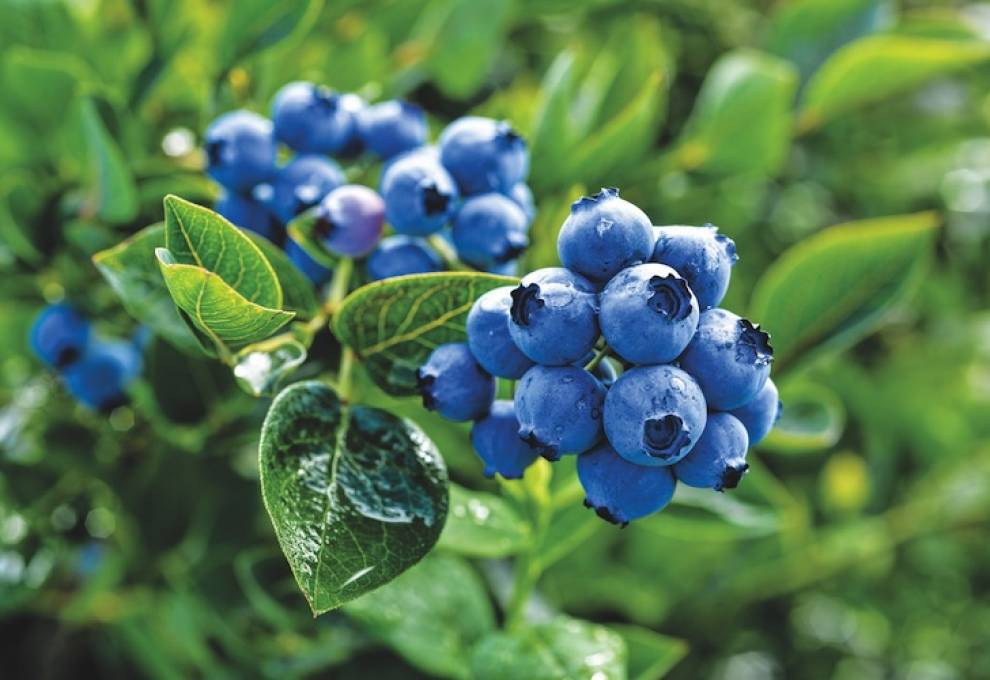 Specialty crop payments are intended to provide financial support to allow producers to pay for production and marketing inputs in the face of significant market disruptions during the 2025 growing season.