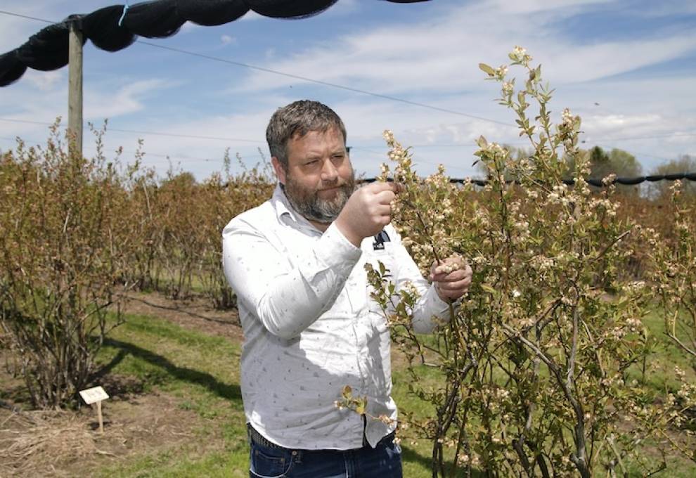 Agriculture and Agri-Food Canada research scientist, Dr. Jonathan Griffiths inspects bee pollination activity at Blueberry Knoll Berry Farm near Lowbanks, Ontario. Photo by Jeff Tribe.