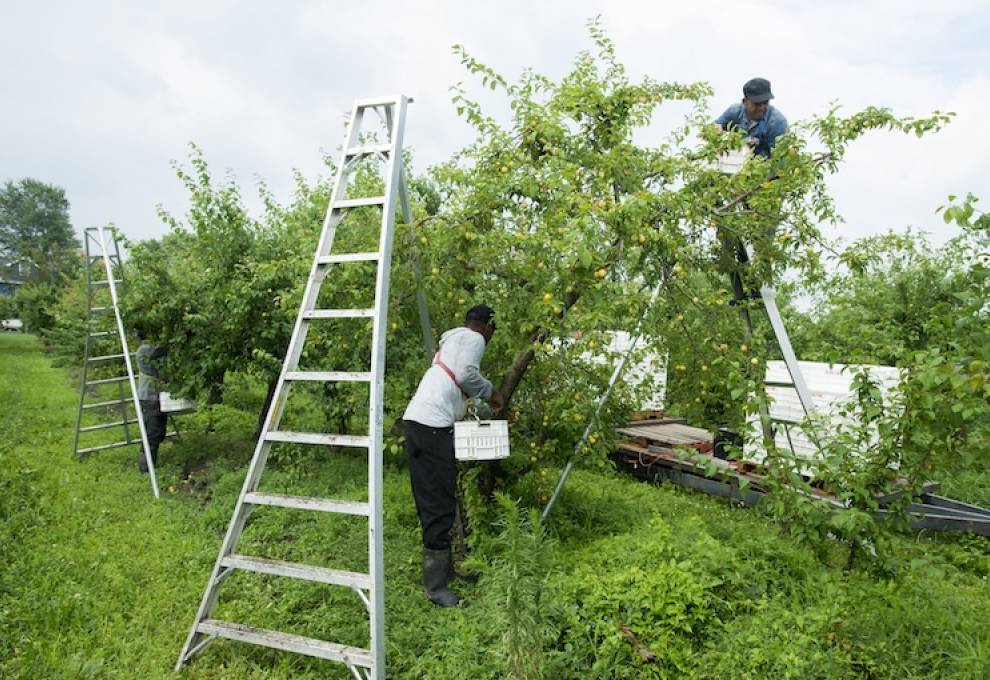 Workplace Safety Prevention Services and Ontario Fruit and Vegetable Growers’ Association are partnering on a practical webinar about how farm employers can strengthen safety. 