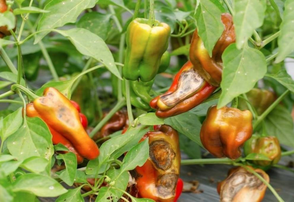 anthracnose in field peppers 