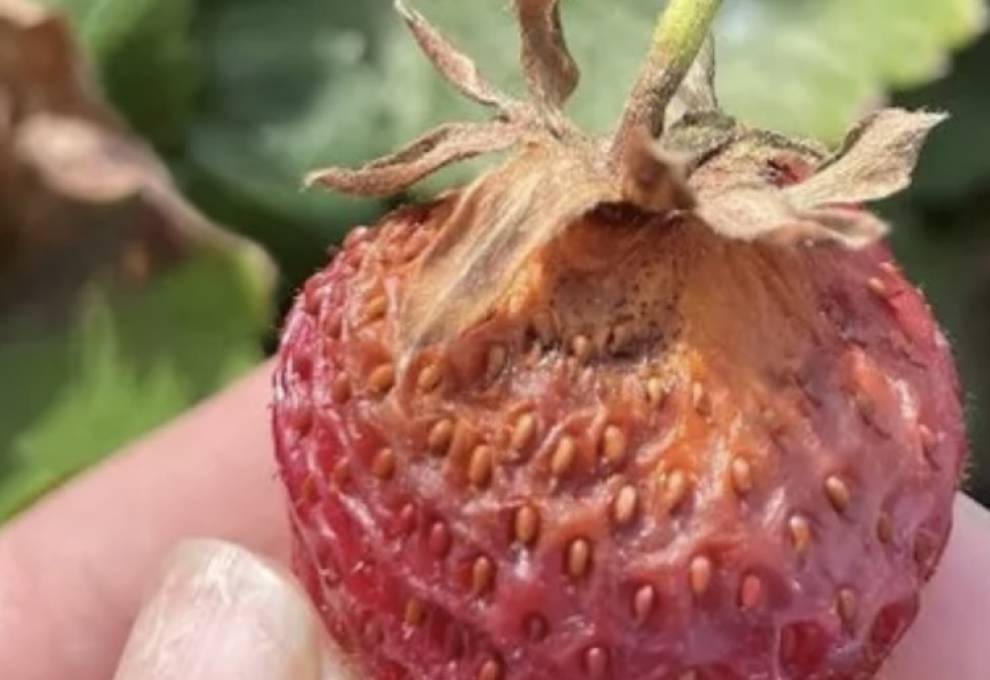 Neopestalotiopsis in strawberries 