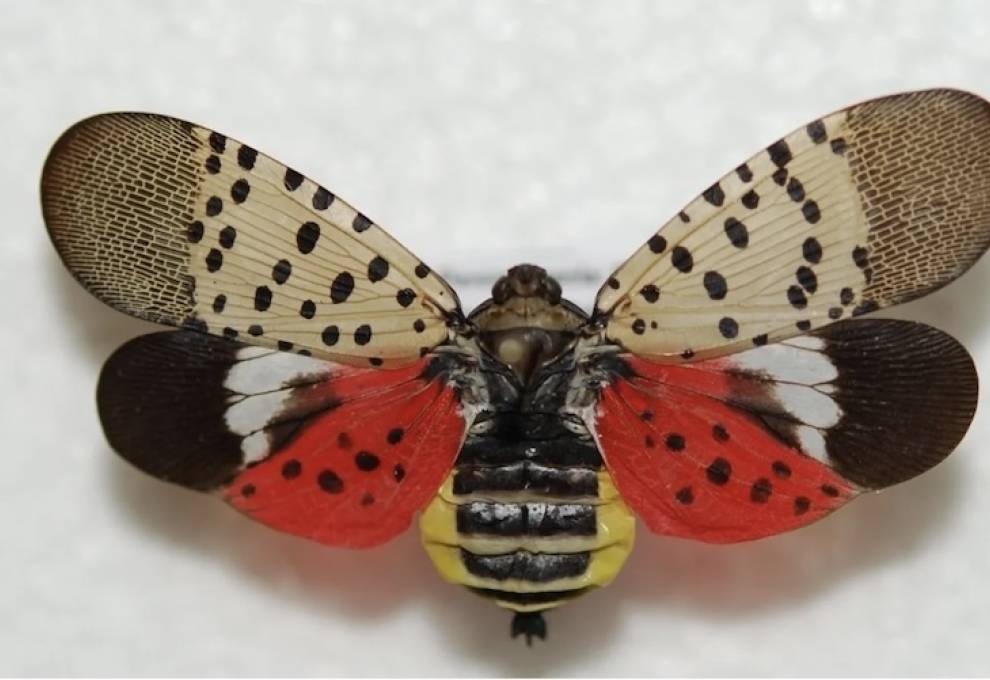 Spotted lanternfly