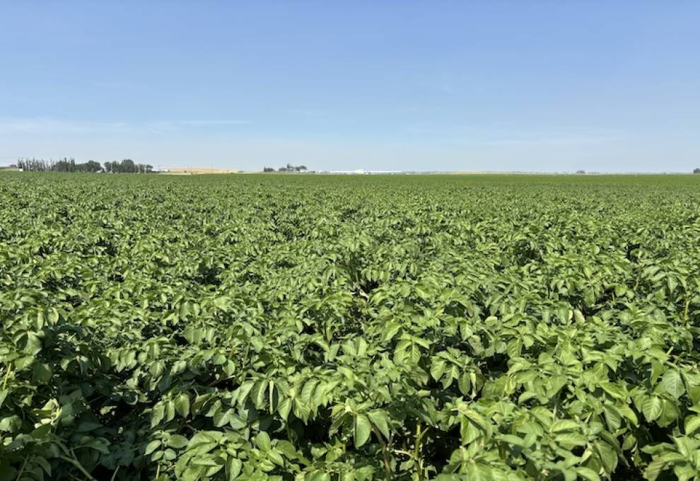 Potato crop near Lethbridge, Alberta