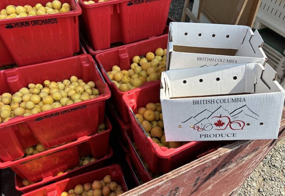 The report underscores the importance of long-term investment in BC agriculture to strengthen food security, increase agricultural production, enhance economic competitiveness, and build resilience in the face of growing challenges.