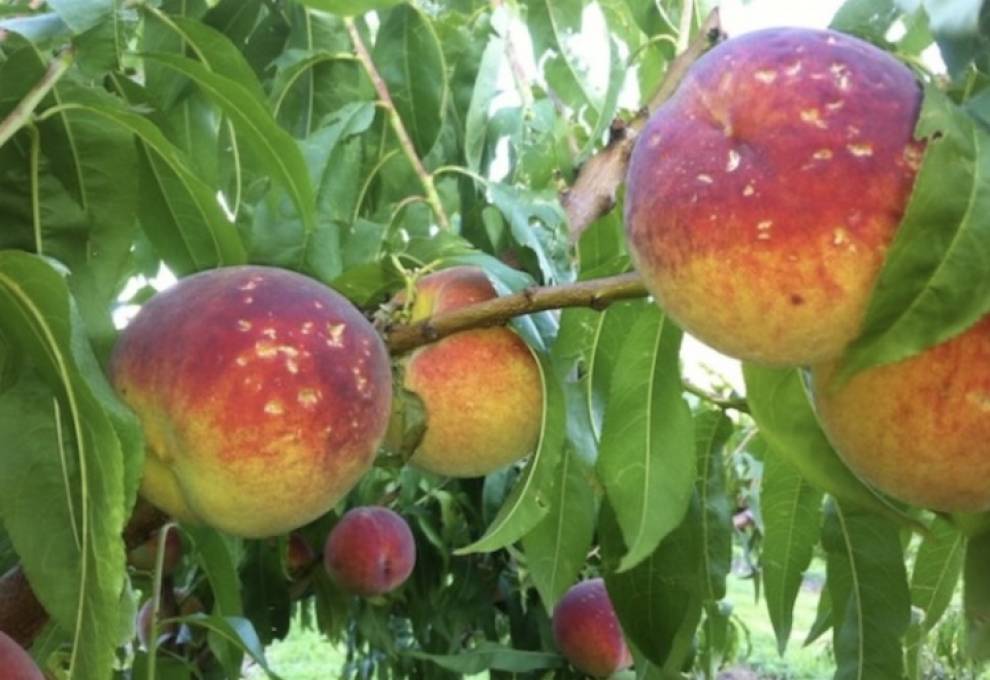 Peaches wasting in Okanagan orchards. 