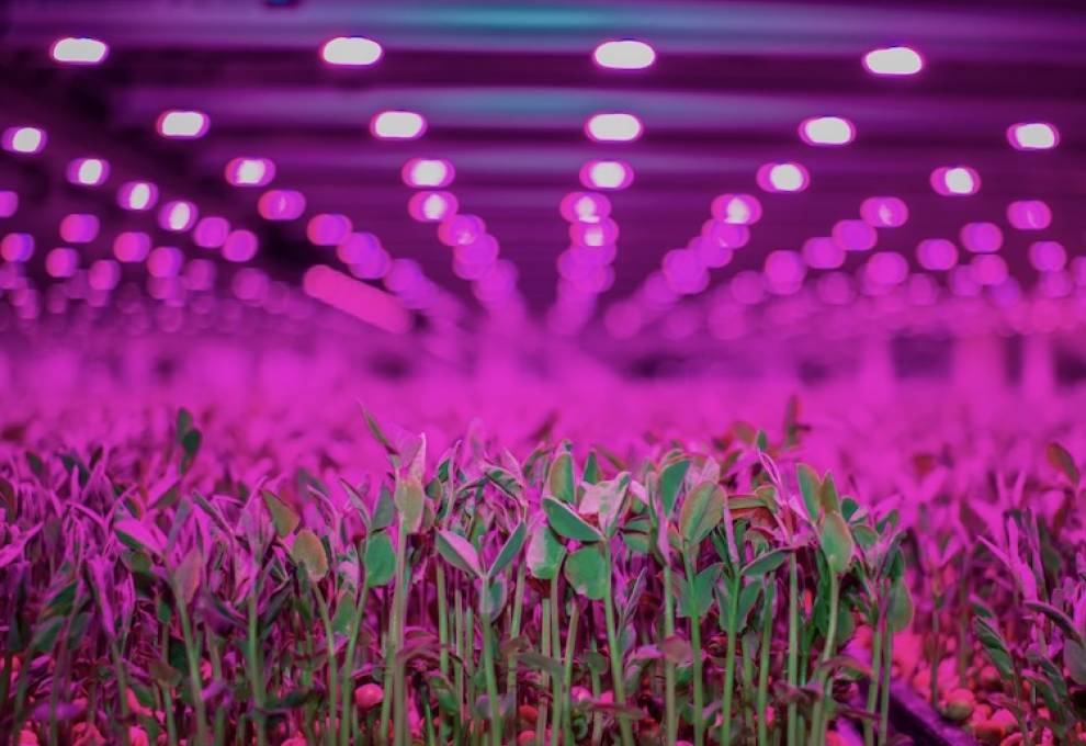 Founded in 2011, GoodLeaf has spent the past 15 years building a scalable business designed to provide Canadians with fresh, locally grown produce year-round. 