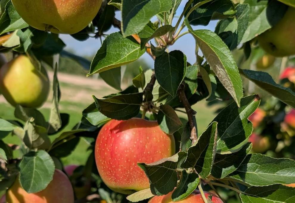 SweeTango apples