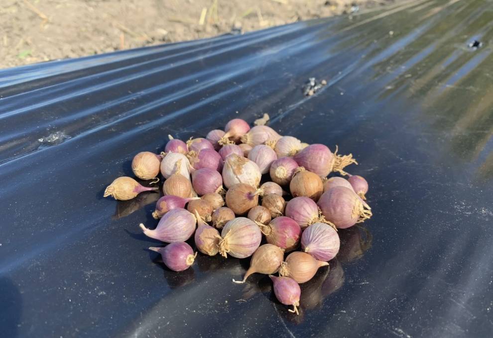 Roundels are the clean plant material that are produced from the Clean Seed Program. 