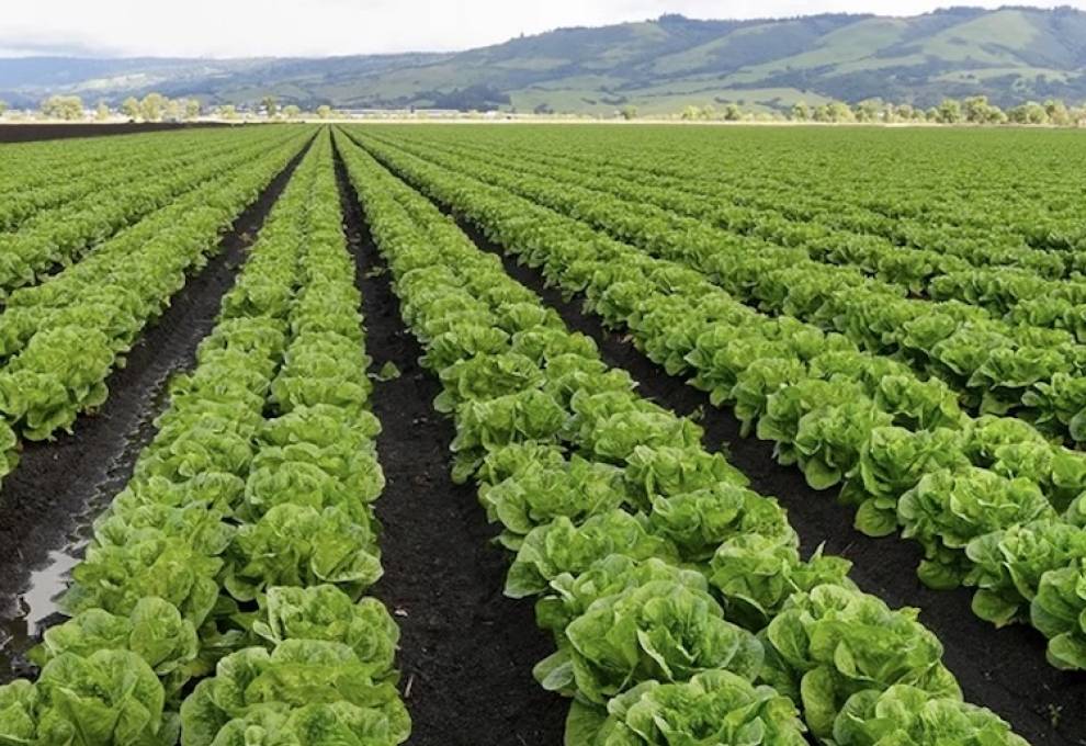 The CFIA will renew temporary conditions for import licences for romaine lettuce products from the U.S. 