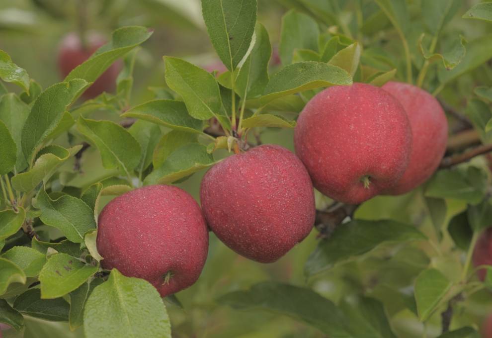 Gala apples