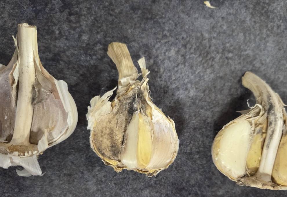 Garlic bulb with a small number of spores and mycelium.