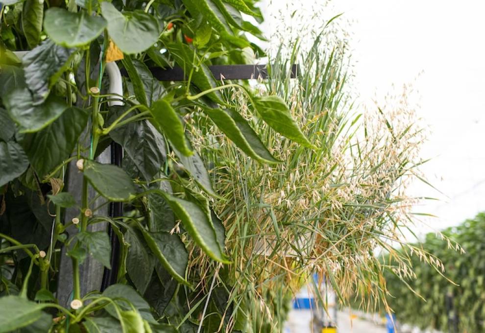 A banker plant that hosts beneficial insects is shown in this pepper greenhouse in Leamington, Ontario.