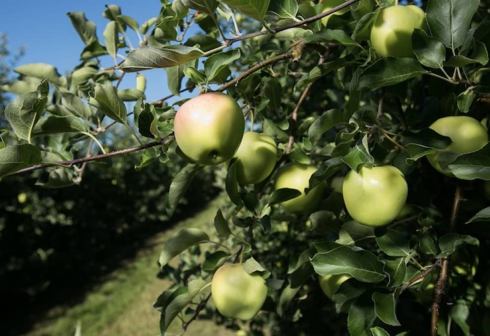 Martin’s Family Farm orchard. 