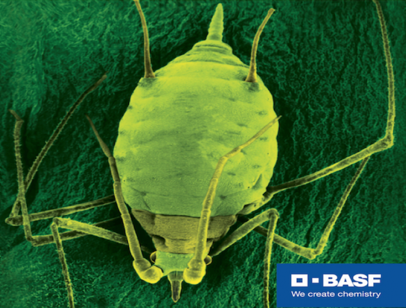 Insect