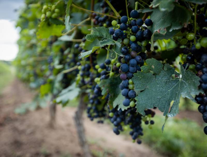 Wine grapes