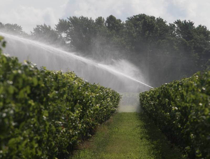Chikara vineyard
