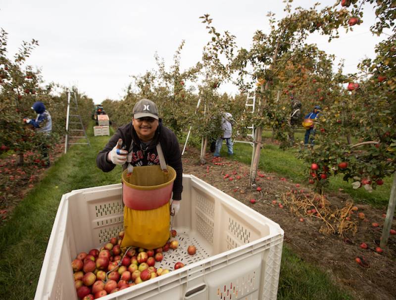 Honeycrisp thumbs up