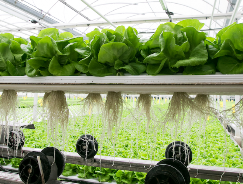 Lettuce