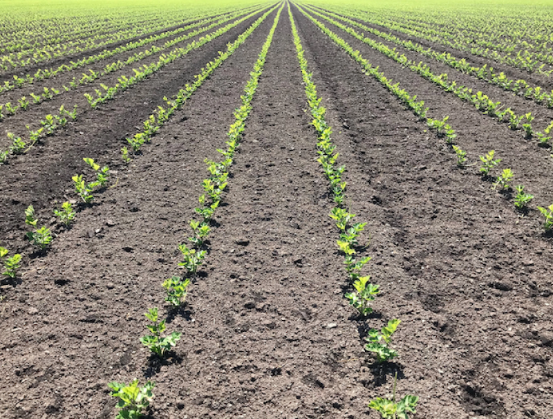 Celery crop