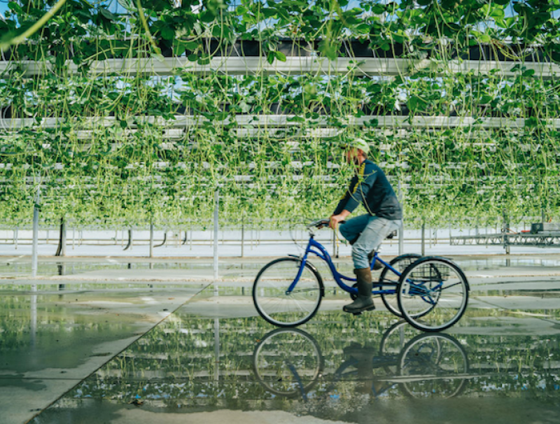 Riding the berry revolution pic