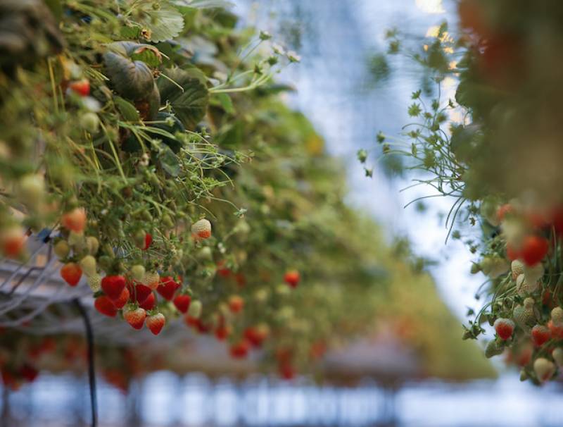 Trianum greenhouse strawberries