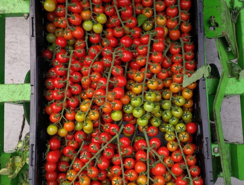Tomatoes