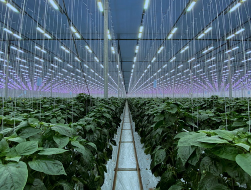 Sollum Technologies greenhouse