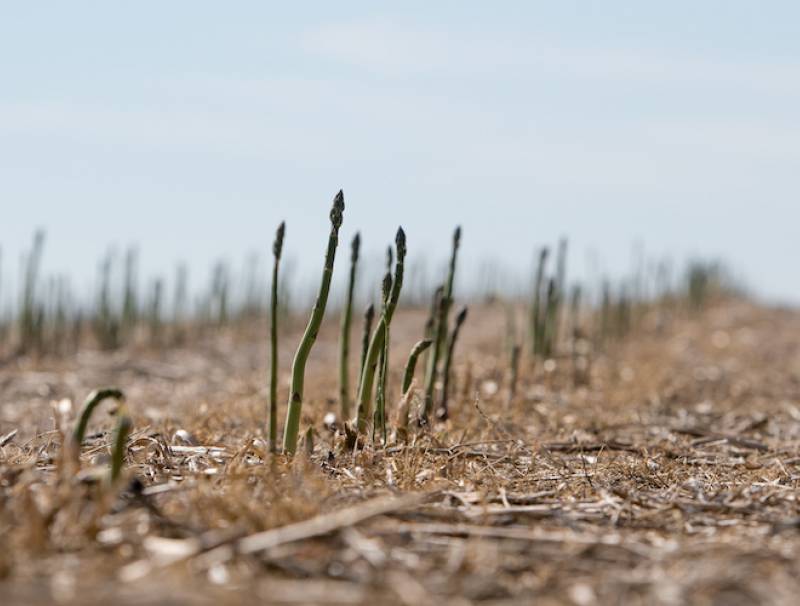 Asparagus