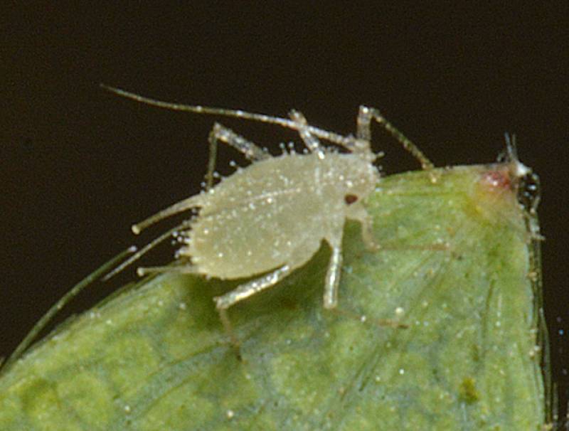 Insect