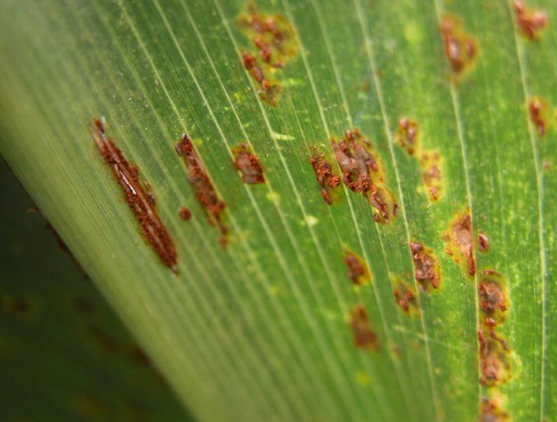 Rust spores
