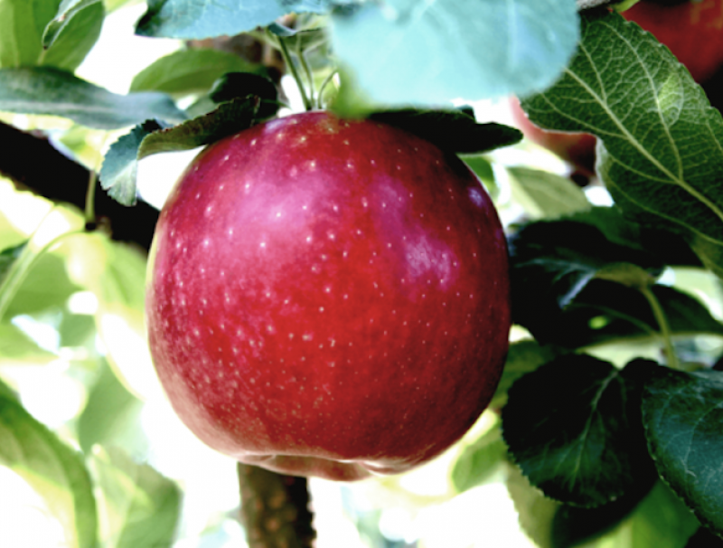 Apple
