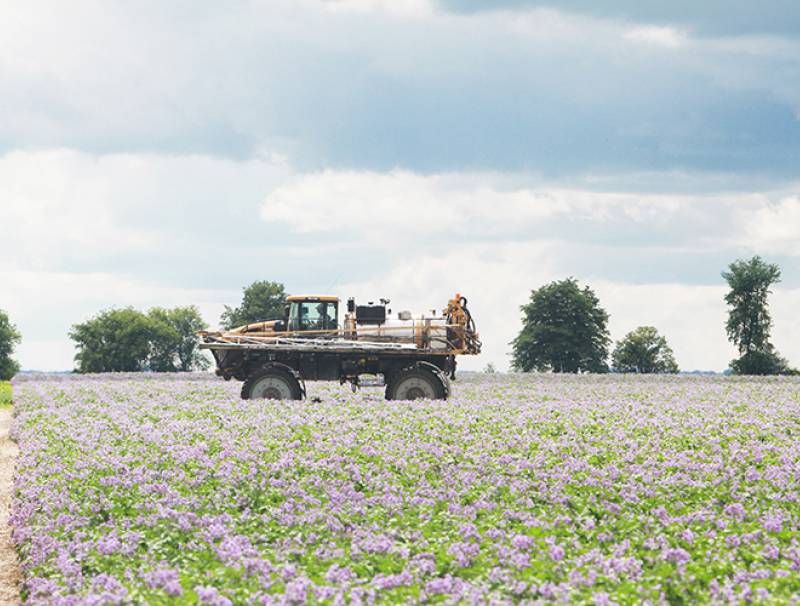 Spraying Spuds