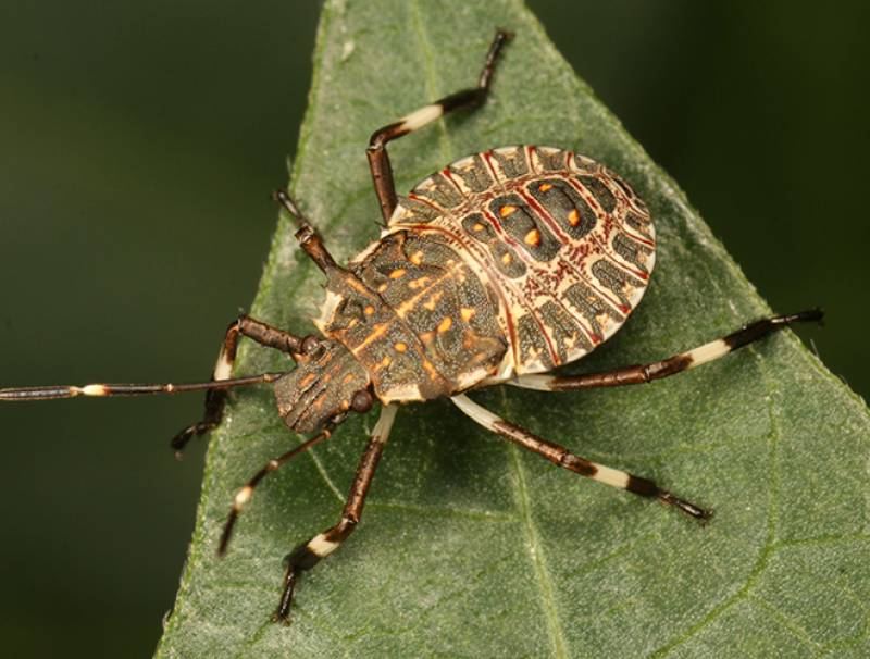Bug