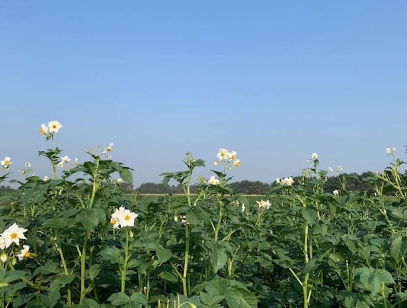 Photo by Tracy Carnelley