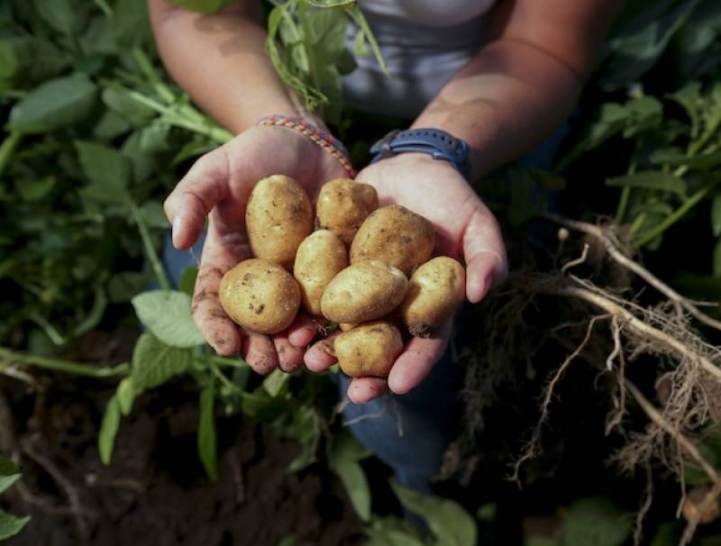 There’s a world of complexity in this handful of July-dug potatoes – science, finance, culture and politics – as Canada seeks more trade with Mexico. Photo by Glenn Lowson. 
