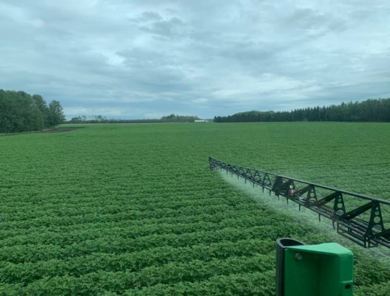 Spraying potatoes in Alberta 