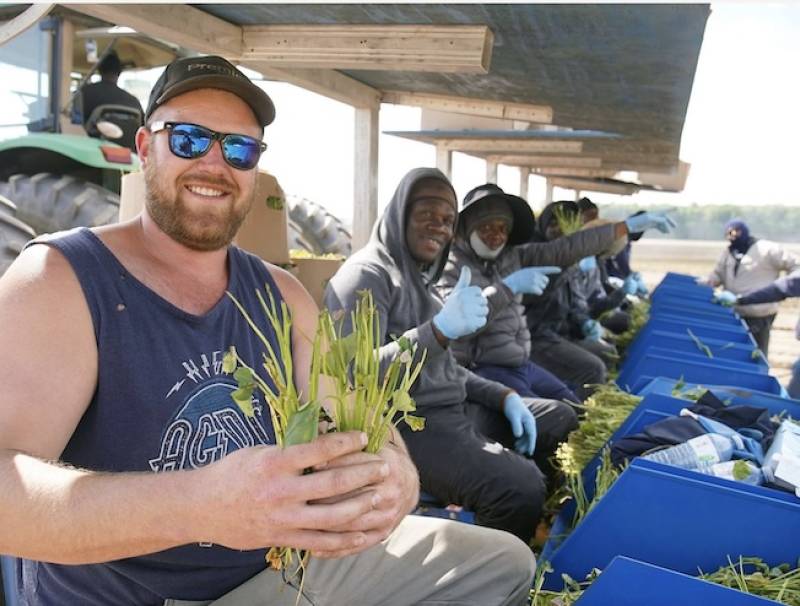 As Dylan Streef attests, Streef Produce Ltd. could not grow 3,000 acres of vegetables and cash crops without the devotion of its Jamaican crew. Here, they are planting sweet potato slips near Princeton, Ontario. Photo by Jeff Tribe. 